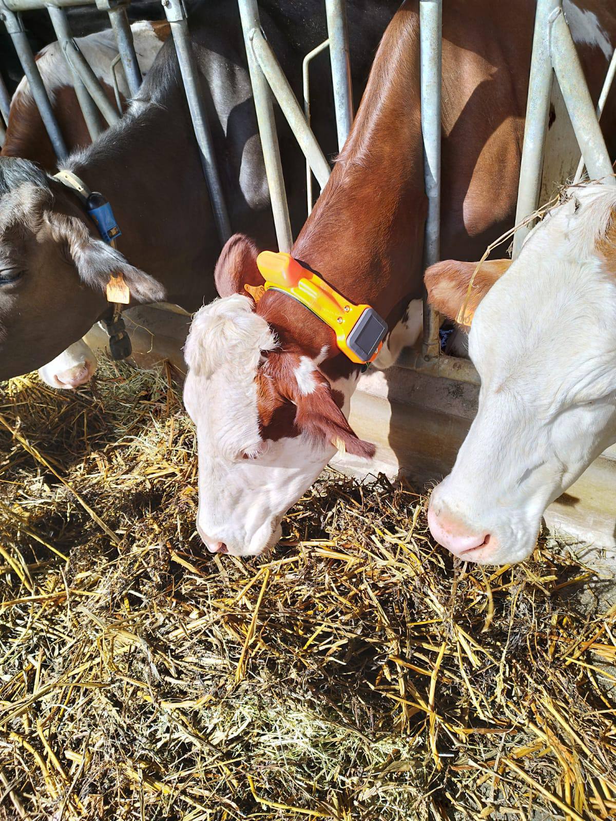 collierGPS_St-Gaudens